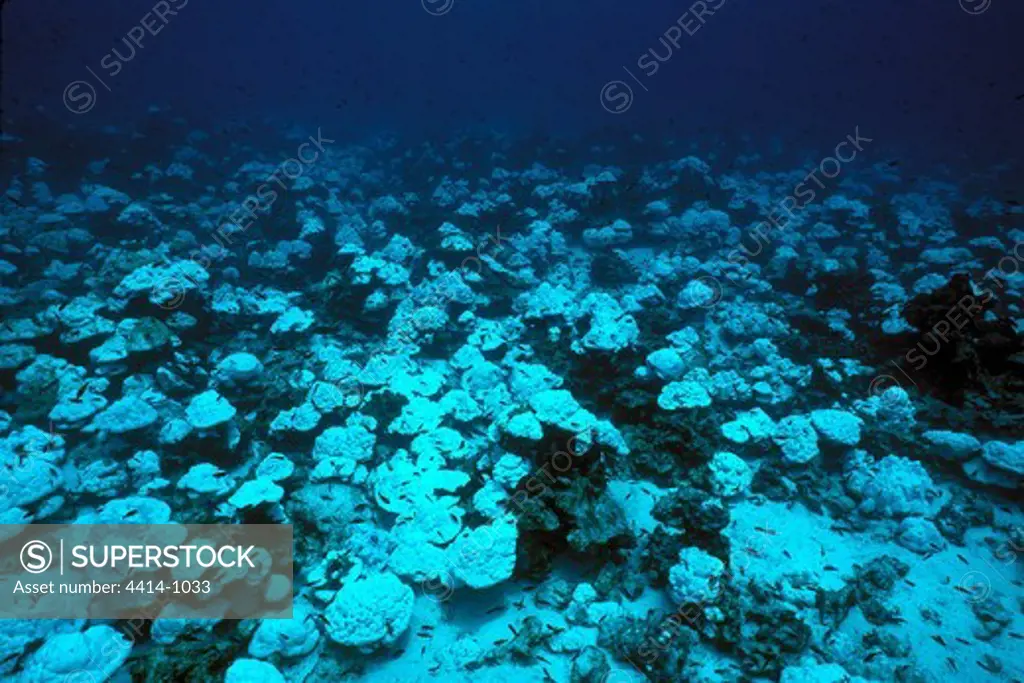 Costa Rica, Cocos Island, Coral bleaching in Pacific Ocean