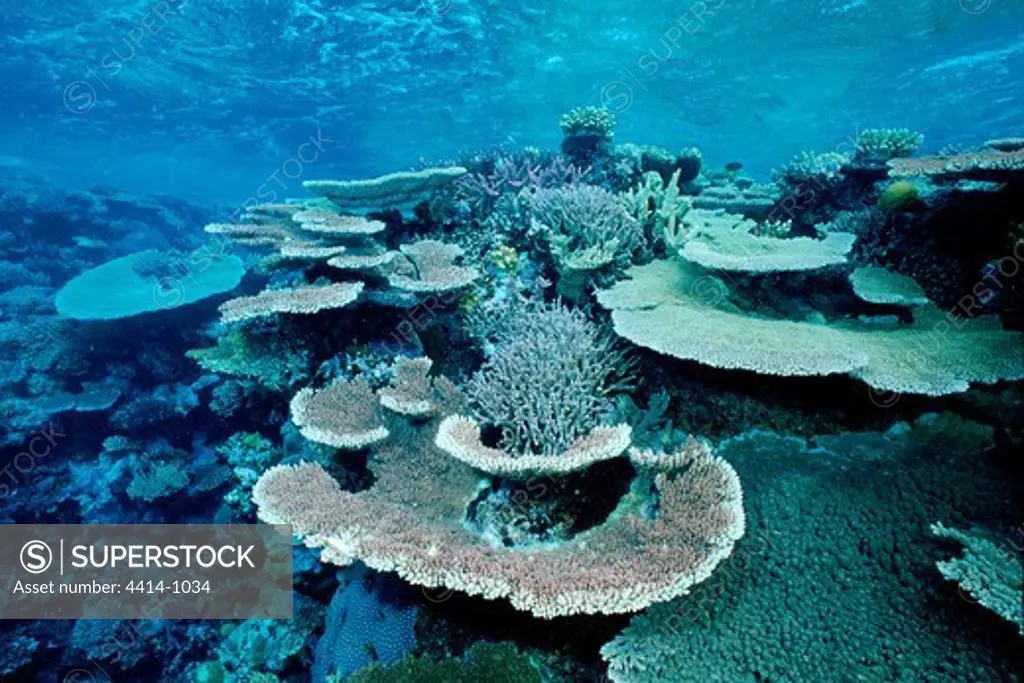 Australia, Hard corals in Great Barrier reef