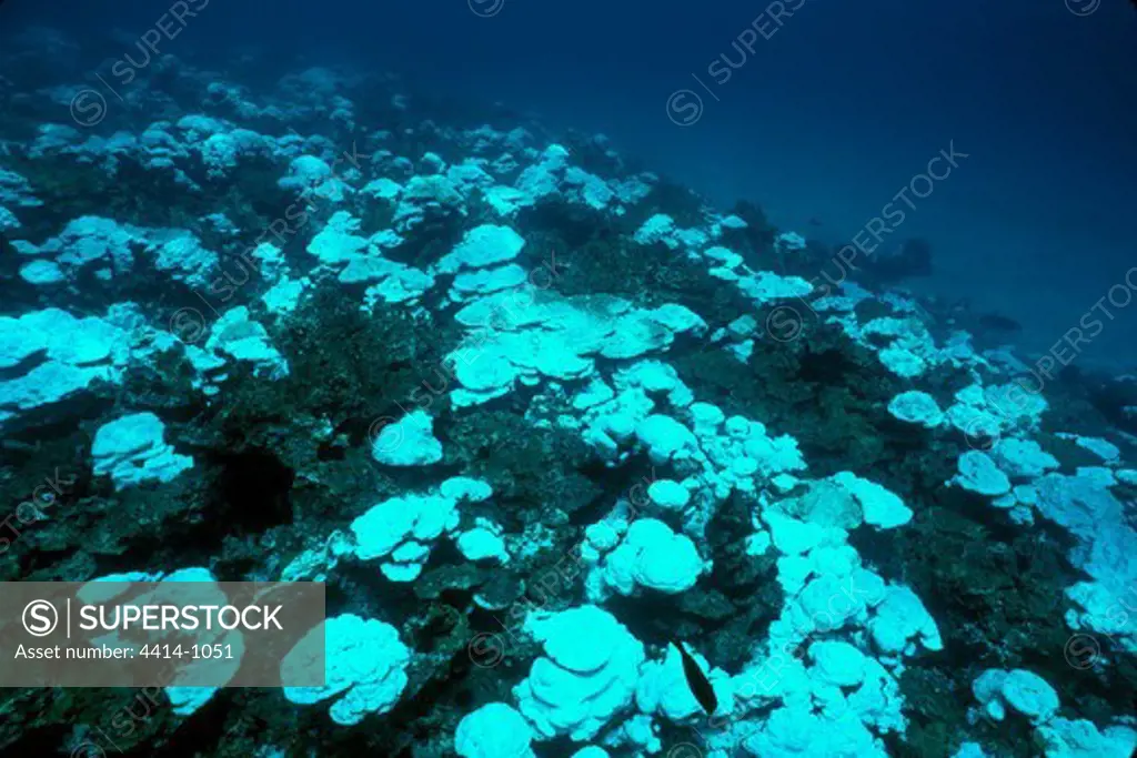 Costa Rica, Cocos Island, Coral reef damage due to bleaching in Pacific ocean