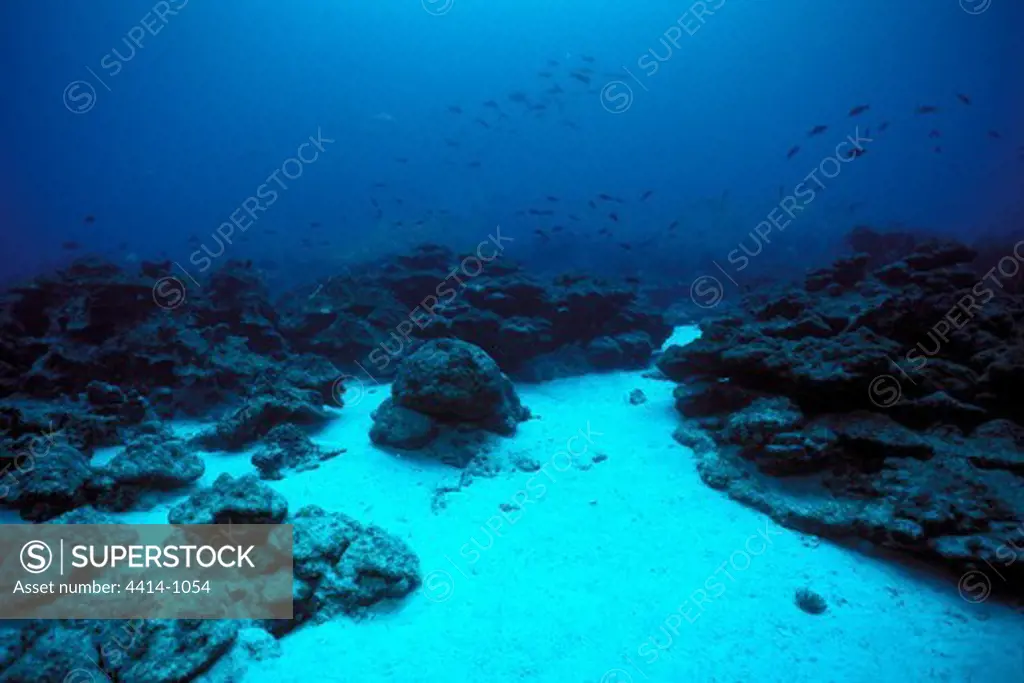 Costa Rica, Cocos Island, Coral reef damage due to global warming in Pacific ocean