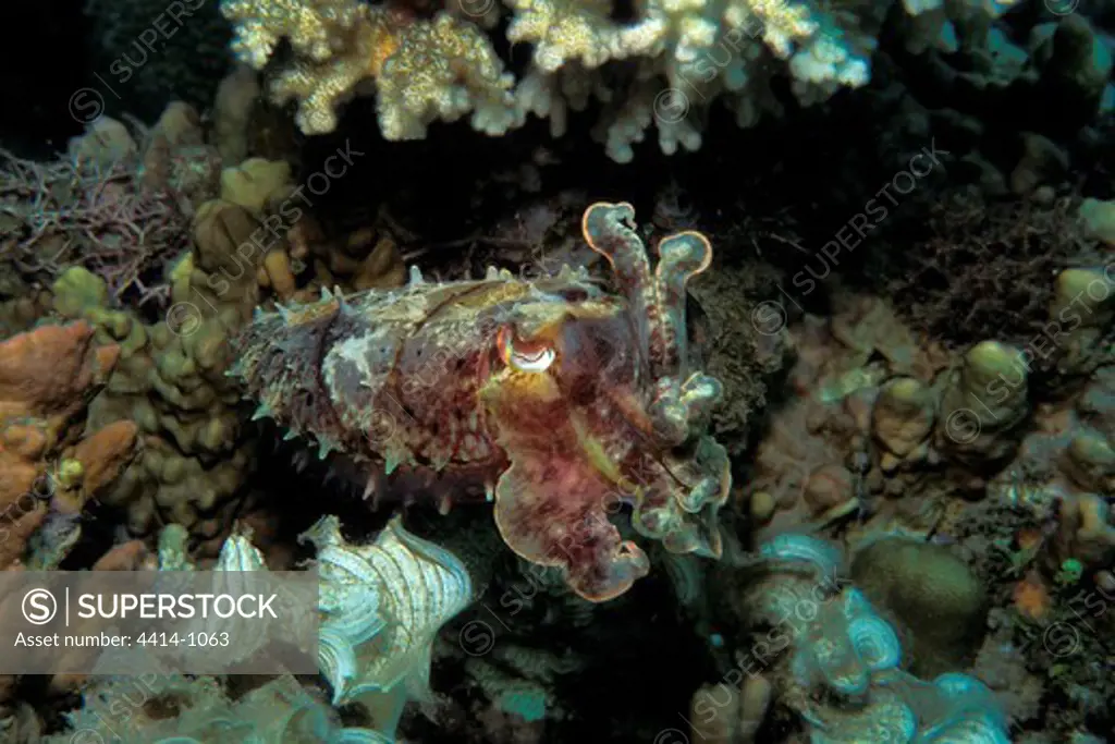 Papua New Guinea, Cuttlefish (Sepia species) in Pacific Ocean