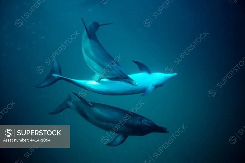 Bahamas, Grand Bahamas Bank, Atlantic spotted dolphin (Stenella attenuata)