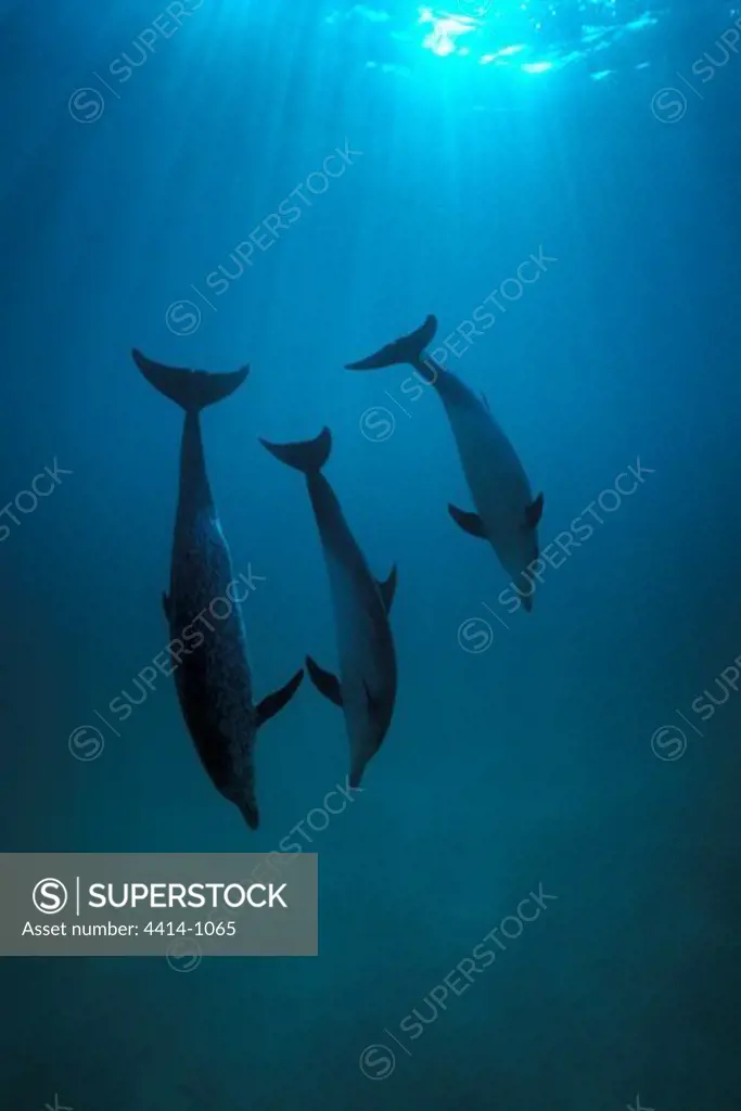 Bahamas, Atlantic spotted dolphin (Stenella attenuata) in Atlantic ocean