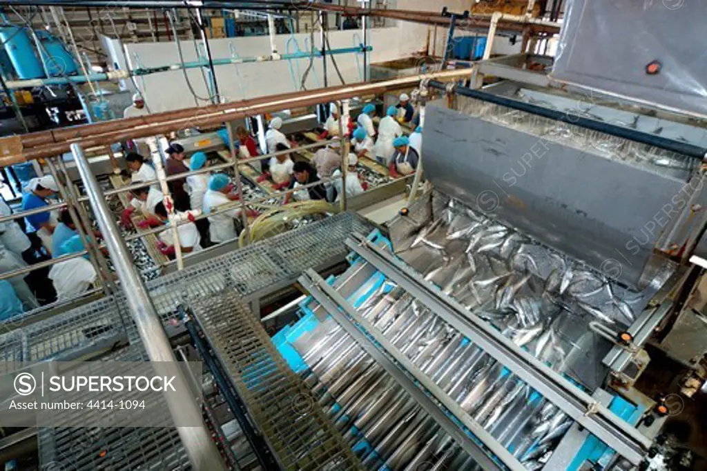 Mexico, Sardine processing plant