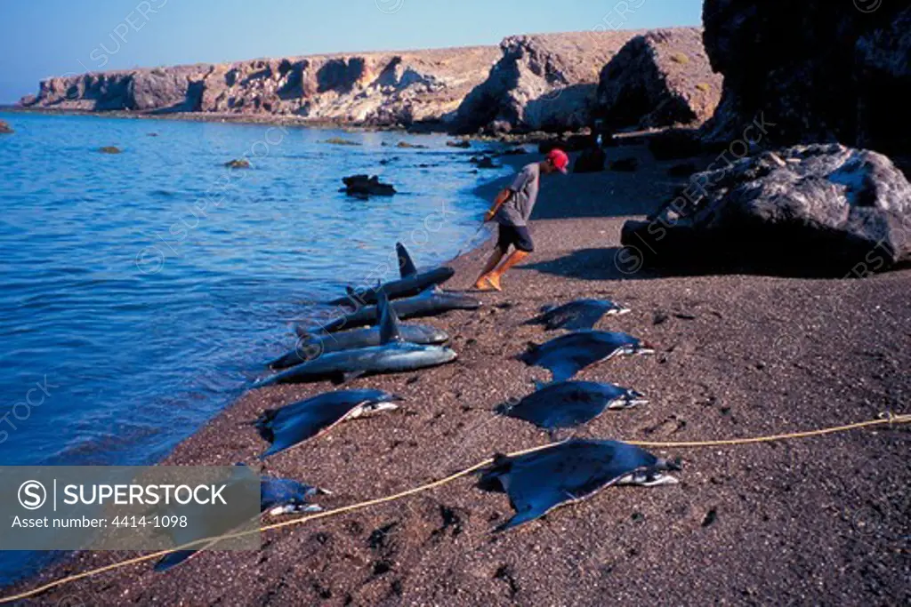 Mexico, Dead Sharks on seashore of Sea of Cortez