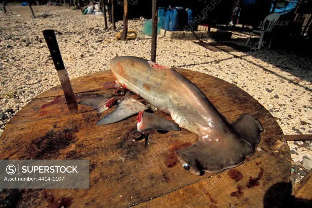 Mexico, Dead Shark lying on cutting board