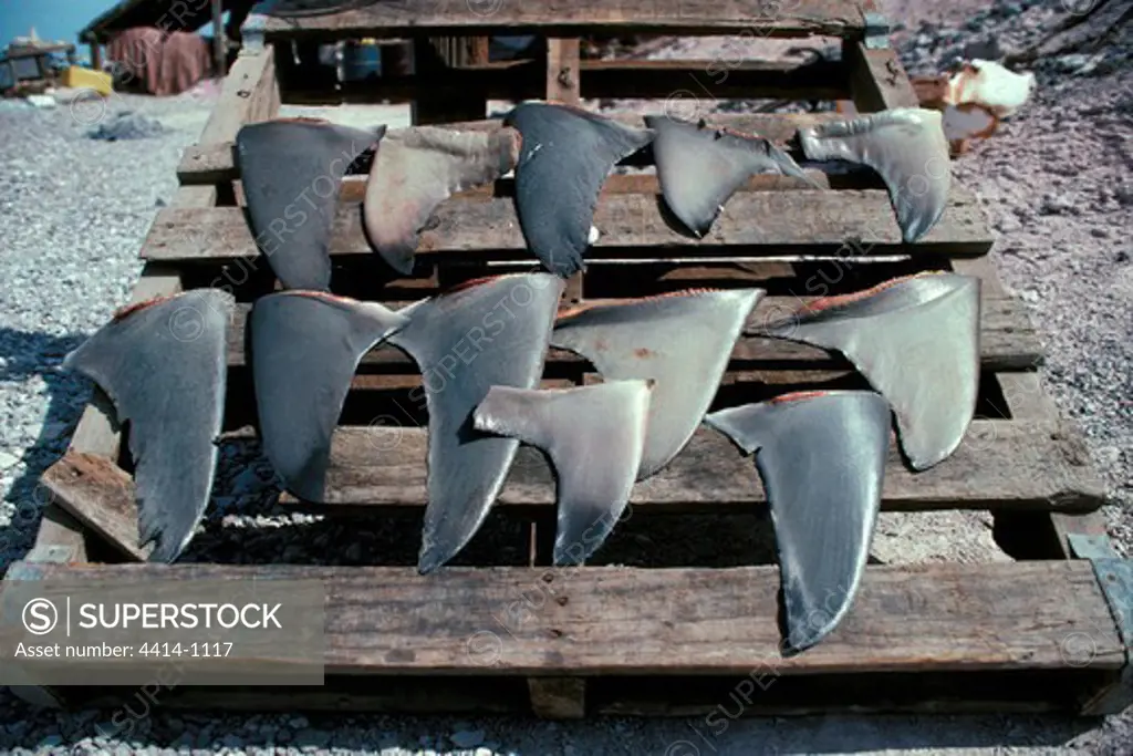 Mexico, Shark fins drying on seashore of Sea of Cortez