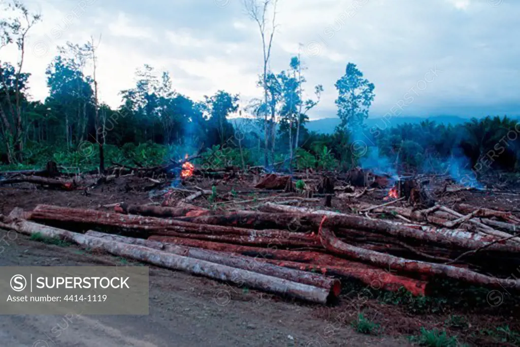 Papua New Guinea, Clear-cutting of tropical hardwoods