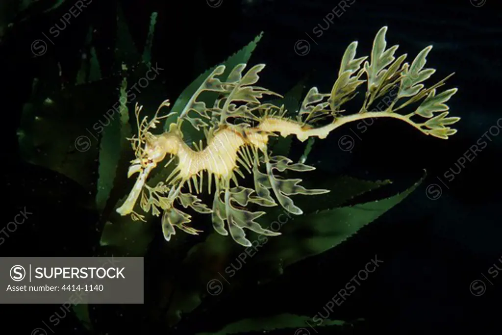 Australia, Leafy sea dragon (Phyllopteryx eques) matching its surroundings with fins that look like clumps of algae