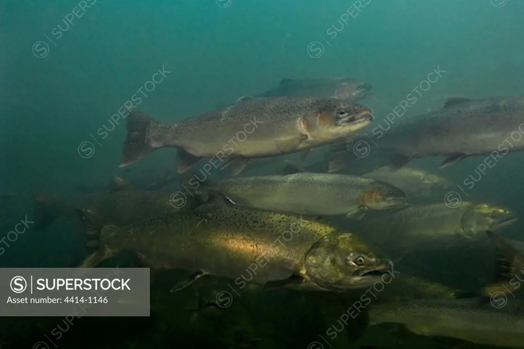 USA, Oregon, Chinook or King Salmon (Oncorhynchus tshawytscha) and Rainbow Trout (Oncorhynchus mykiss) swimming in Rogue River