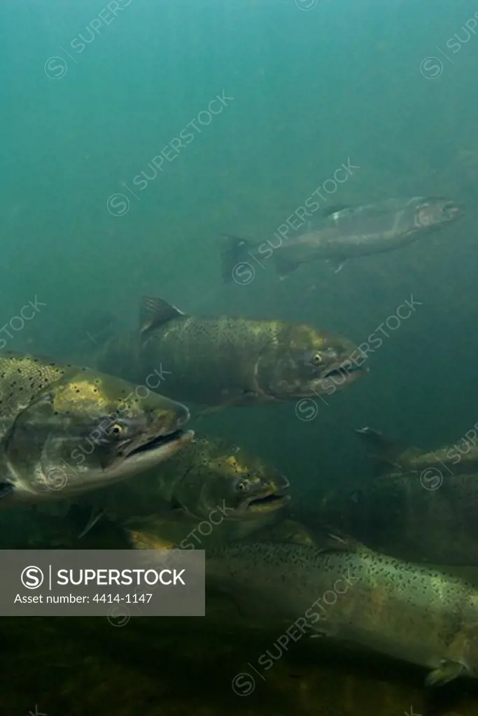 USA, Oregon, Chinook or King Salmon (Oncorhynchus tshawytscha) swimming in Rogue River