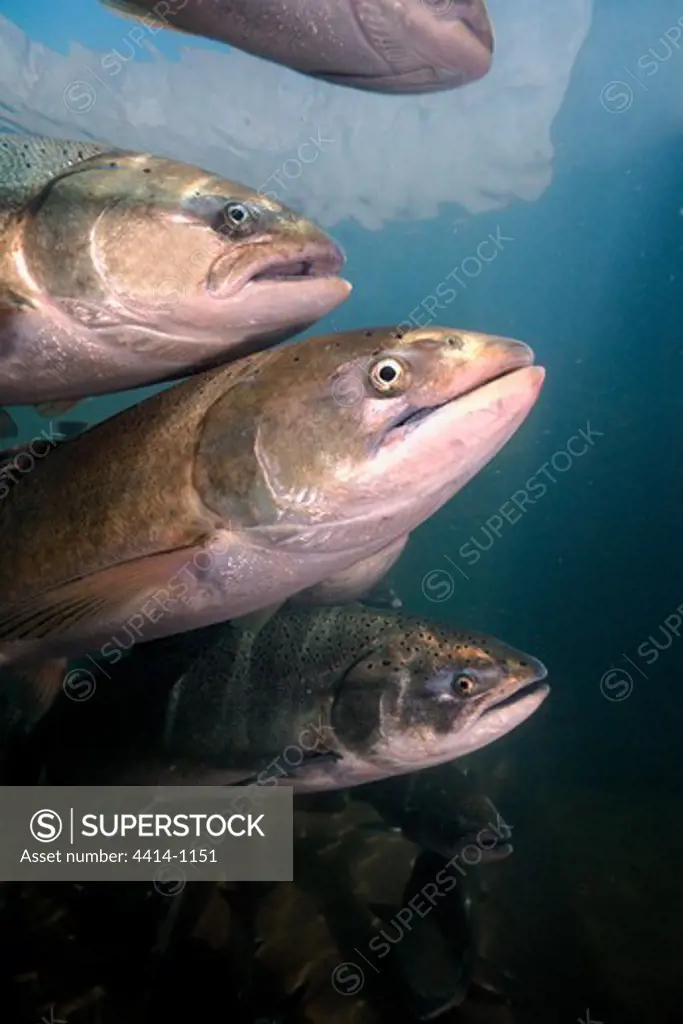 USA, Oregon, Chinook or King Salmon (Oncorhynchus tshawytscha) swimming in Rogue River