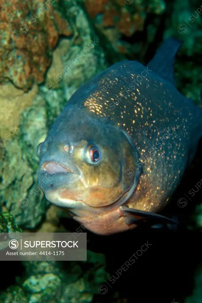 Close-up of Piranha (Serrasalmus sp.) swimming