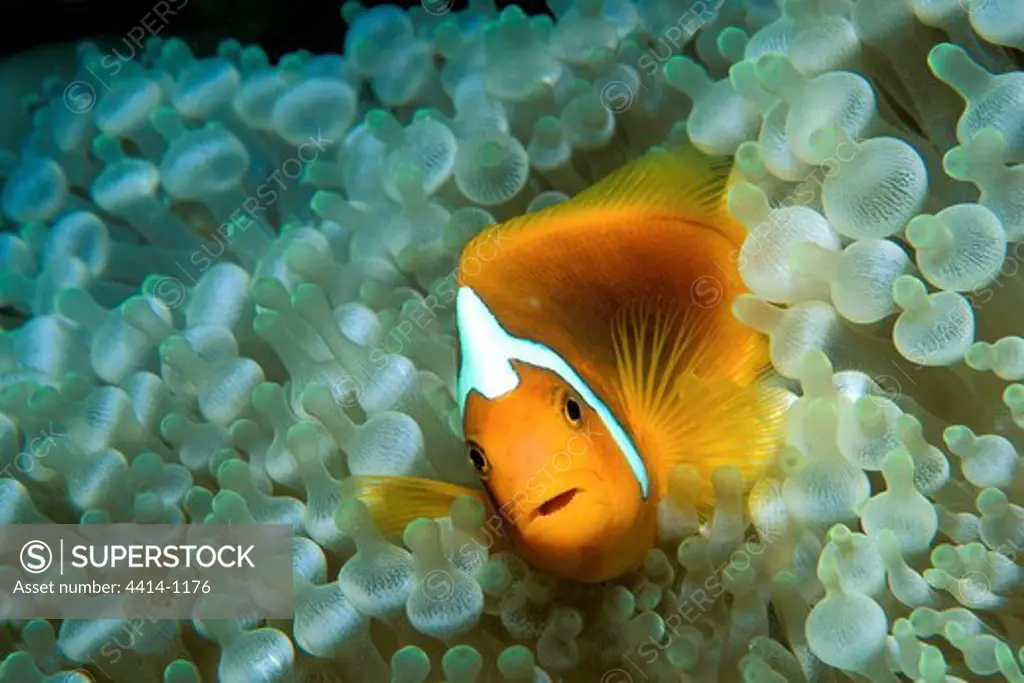 Papua New Guinea, White-bonnet anemonefish (Amphiprion leucokranos) swimming among corals tentacles in Pacific Ocean