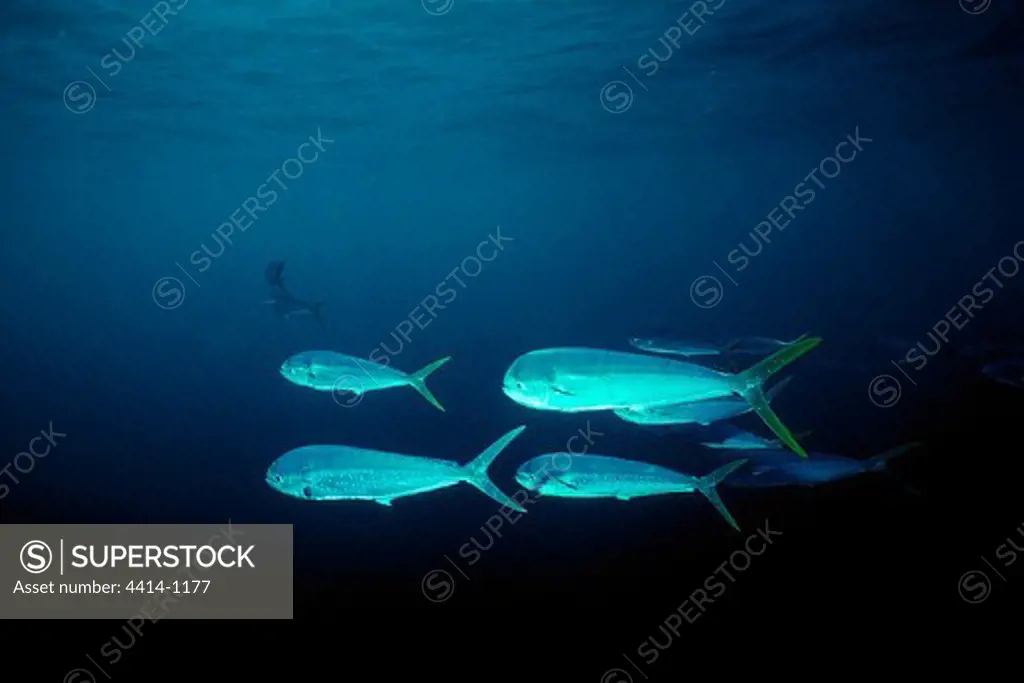 Mexico, Common dolphin fish (Coryphaena hippurus) swimming in Pacific Ocean