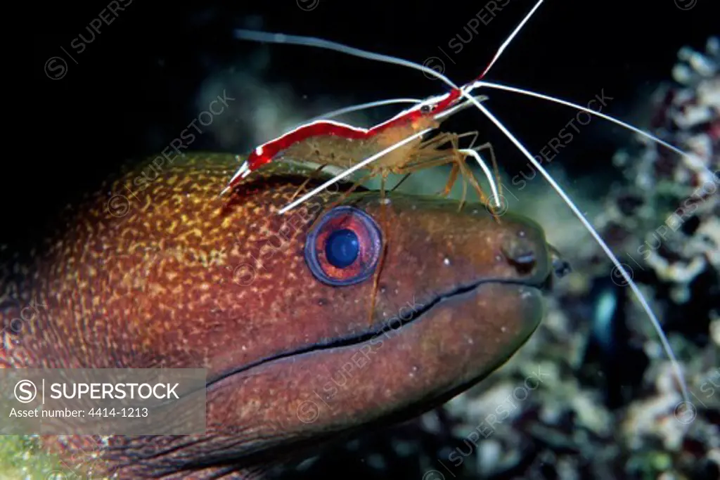 USA, Hawaii, Scarlet cleaner shrimp (Lysmata amboinensis) is cleaning Yellowmargin moray (Gymnothorax flavimarginatus) in Pacific Ocean