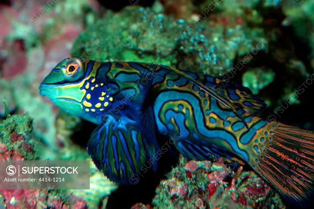 Fiji, Close-up of swimming Mandarinfish (Synchiropus splendidus) in Pacific Ocean