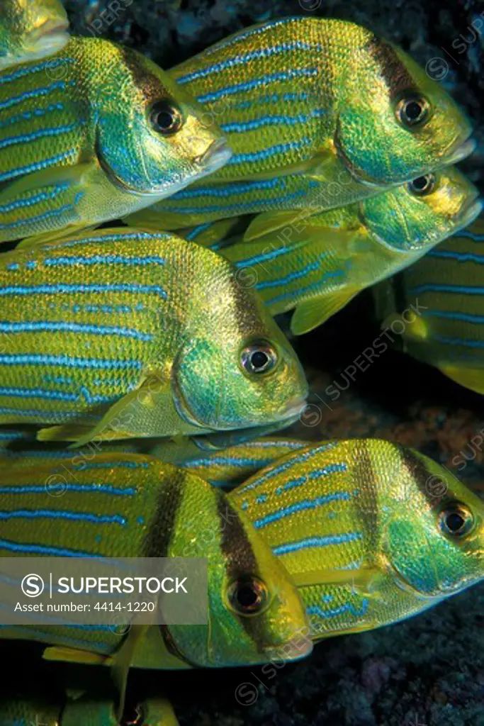 Mexico, School of Panamic porkfish (Anisotremus taeniatus) swimming in Sea of Cortez