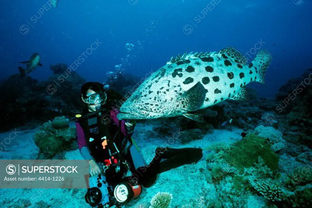 Australia, Scuba diver kneeling on ocean floor by Potato cod (Epinephelus tukula) on Great Barrier reef