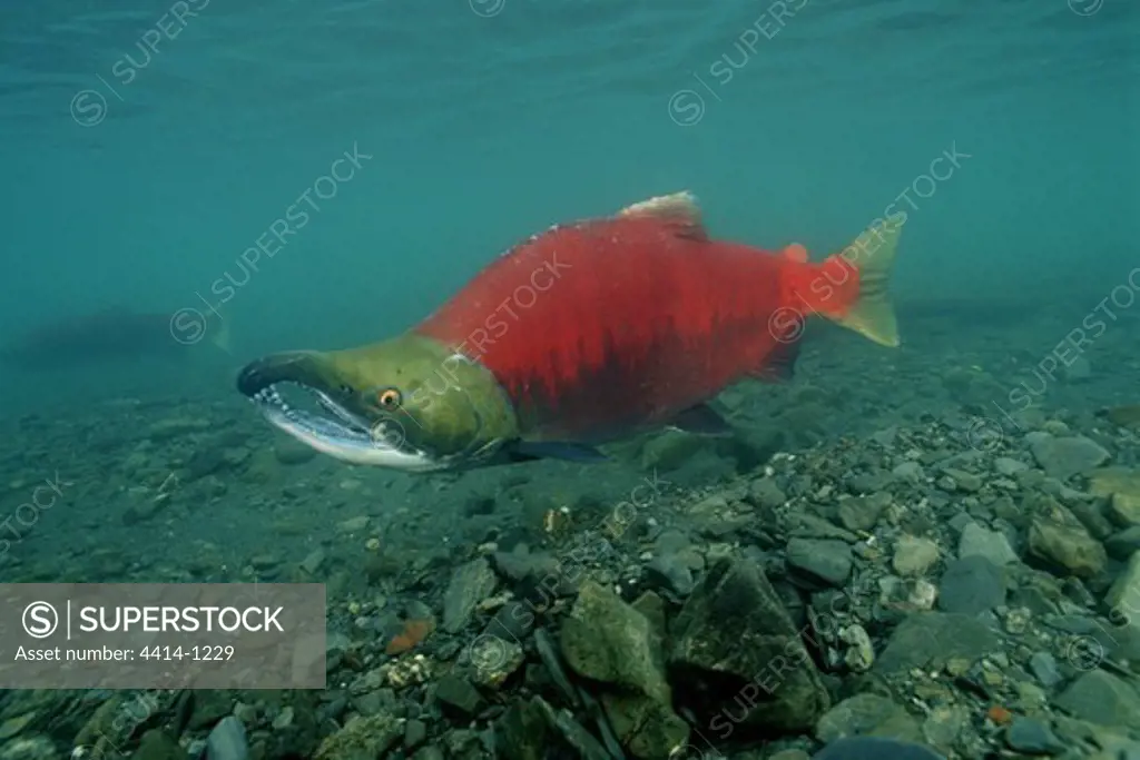 USA, Alaska, Sockeye salmon (Oncorhynchus nerka) returning to river to breed and die