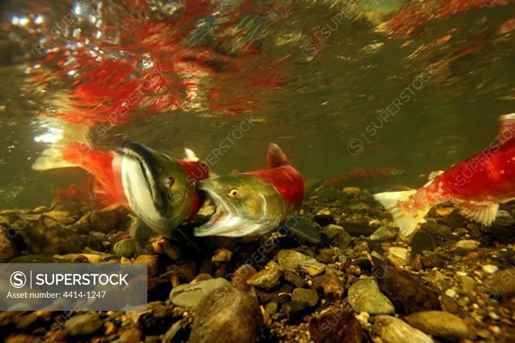 Canada, British Columbia, Sockeye or Red Salmon (Oncorhynchus nerka) swimming in Horsefly River