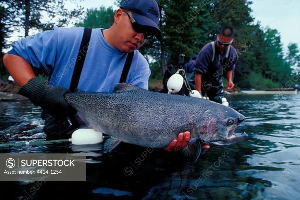 Canada, British Columbia, Scientist holding Chinook Salmon during research in Chilko River