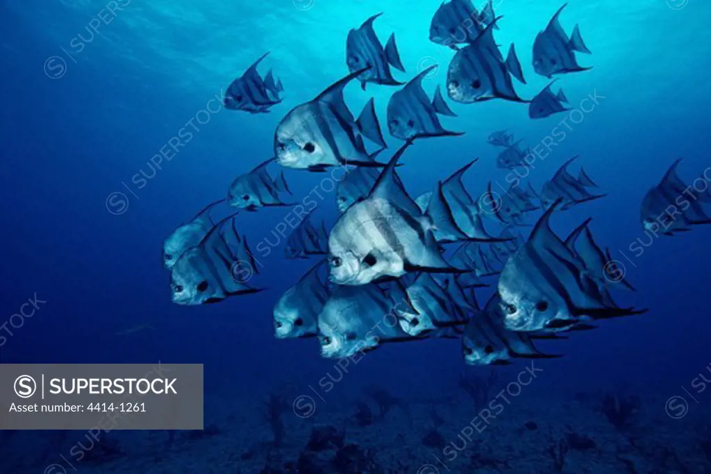 Bahamas Islands, Walker's Cay, Atlantic spadefish (Chaetodipterus faber)