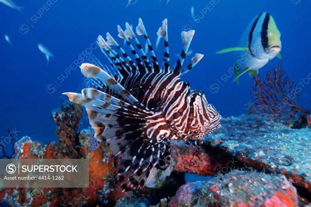 USA, Florida, Common lionfish (Pterois volitans)