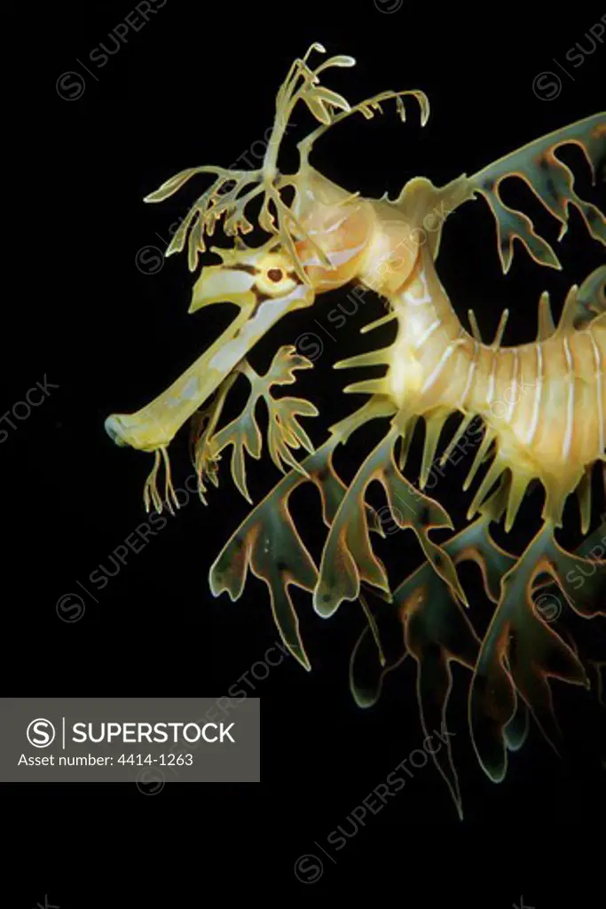 Australia, Close-up of Leafy sea dragon (Phyllopteryx eques)