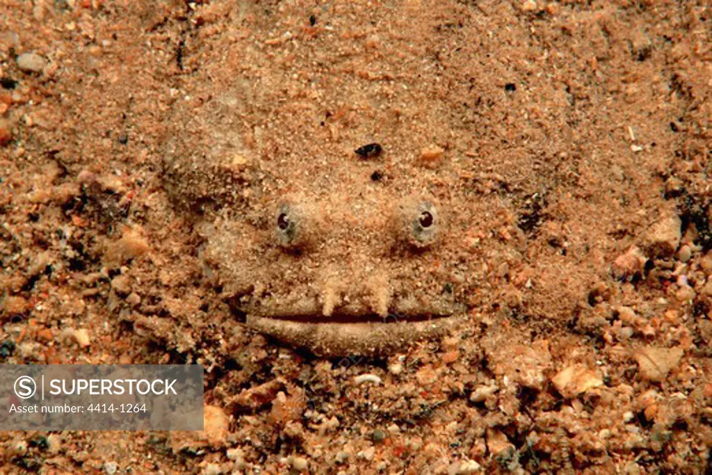 Caribbean, Toadfish (Batrachoides surinamensis) lying on bottom covered with sand