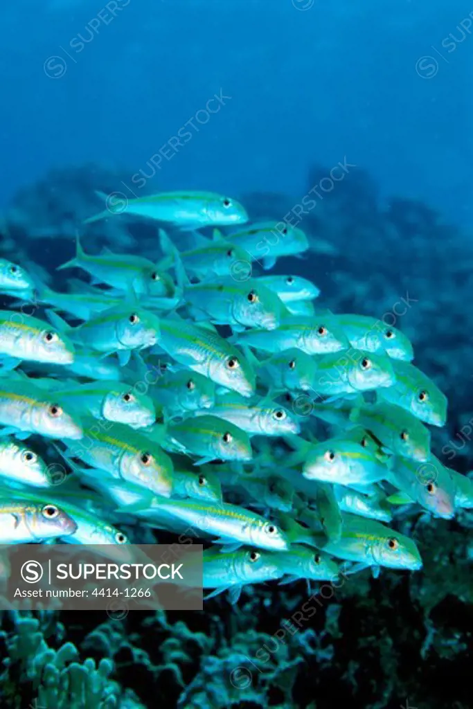 USA, Hawaii, School of Yellowfin goatfish (Mulloides vanicolensis) swimming by coral reef