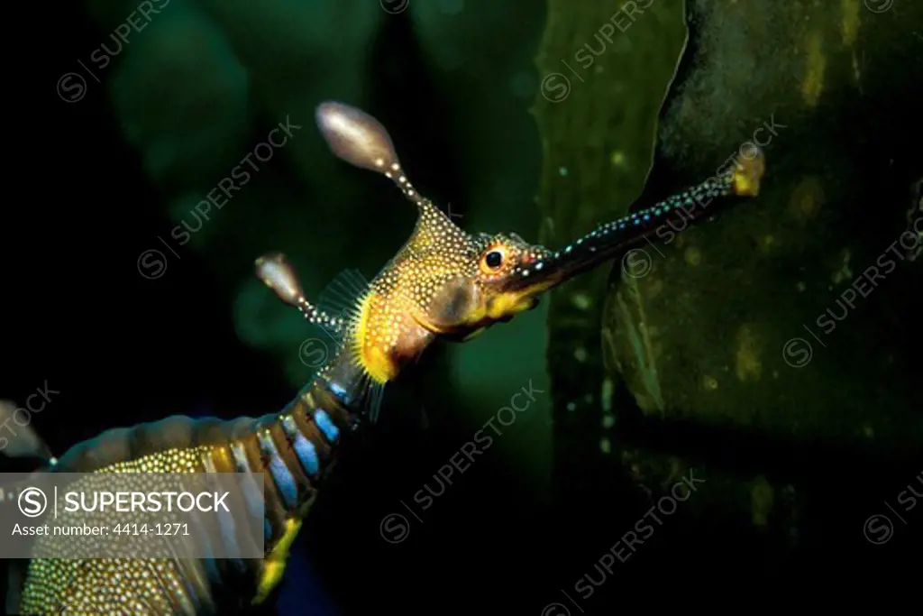 Weedy sea dragon (Phyllopteryx taeniolatus)