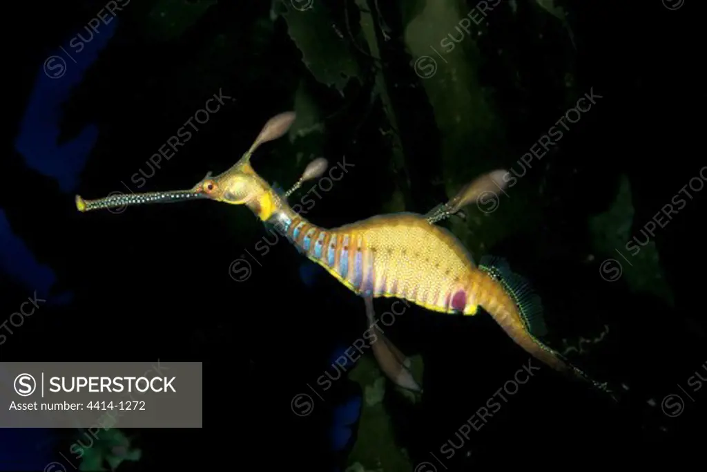 Weedy sea dragon (Phyllopteryx taeniolatus) swimming