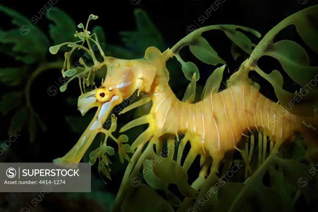 USA, Florida, Leafy sea dragon (Phycodurus eques) in captivity