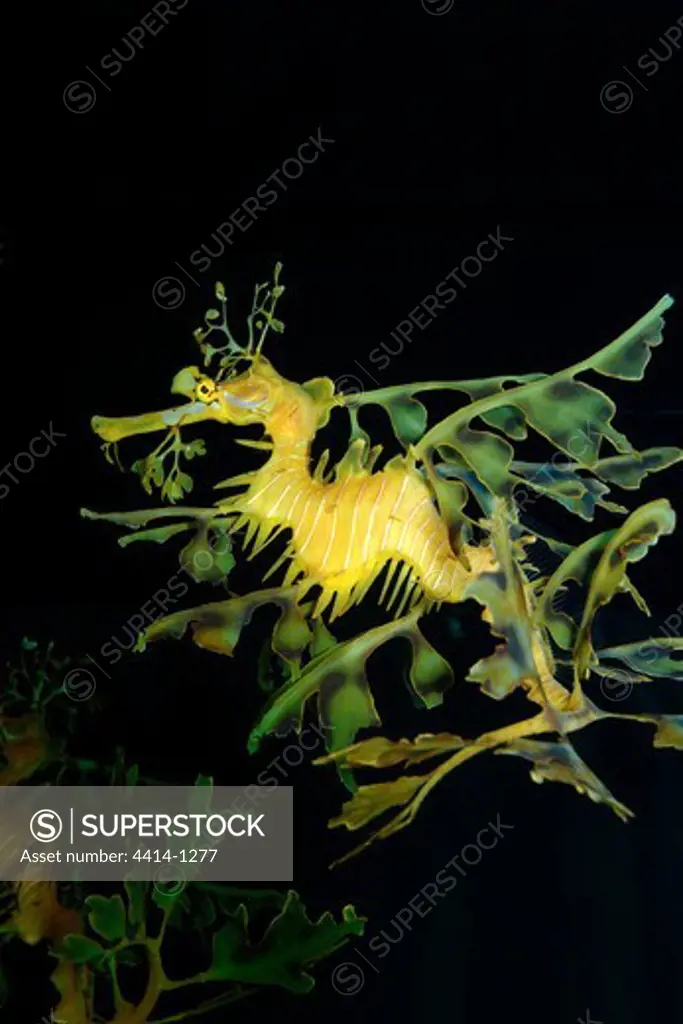 Leafy sea dragon (Phycodurus eques) in captivity