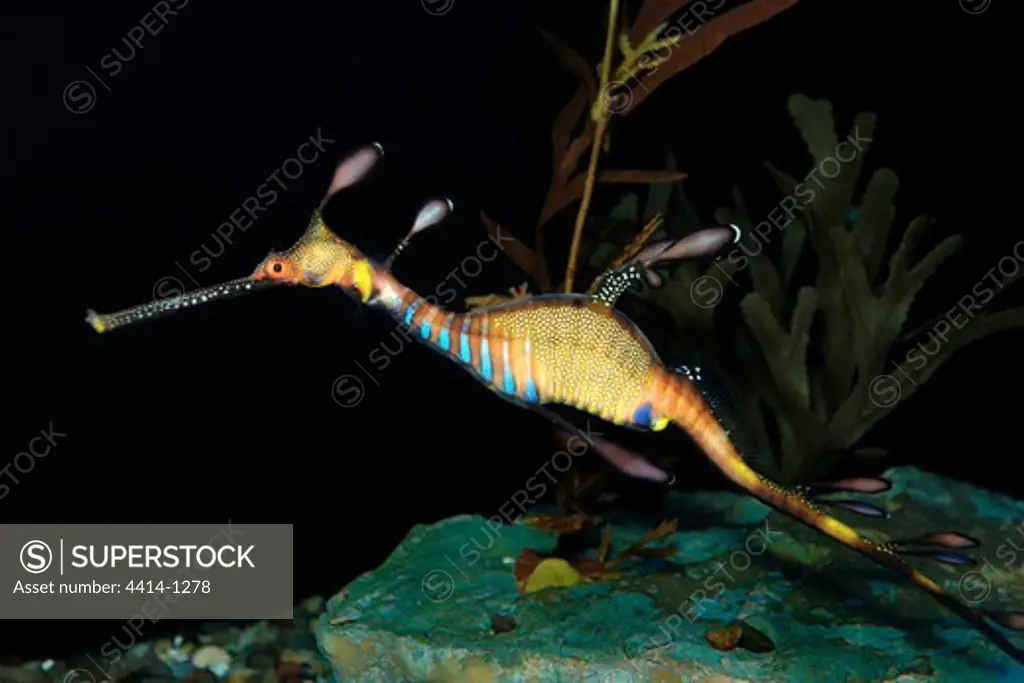 Weedy sea dragon (Phyllopteryx taeniolatus) in captivity
