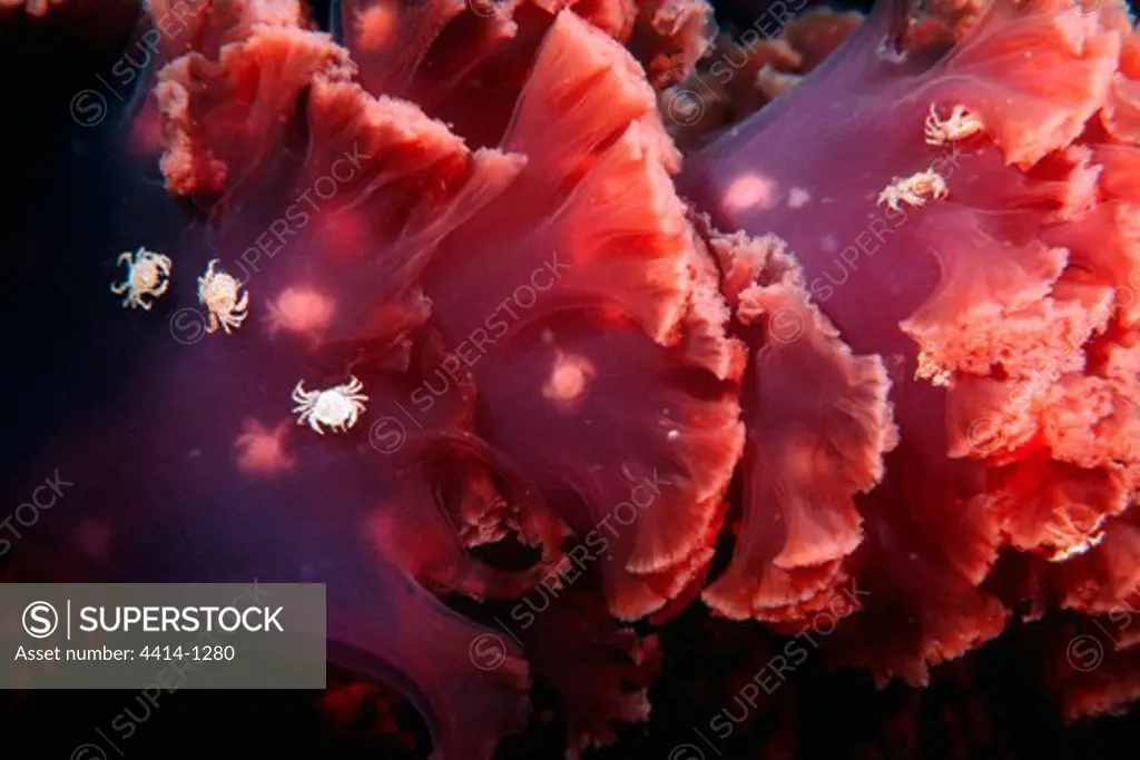 USA, California, Giant Jellyfish (Chrysaora sp.) with juvenile crabs swimming in Pacific Ocean