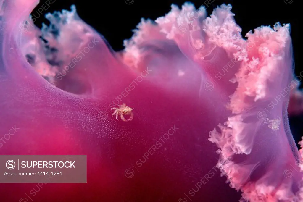 USA, California, Giant Jellyfish (Chrysaora sp.) with juvenile crabs in Pacific Ocean