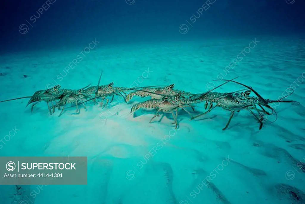 Caribbean, Caribbean spiny lobster (Panulirus argus) migrating in Atlantic Ocean