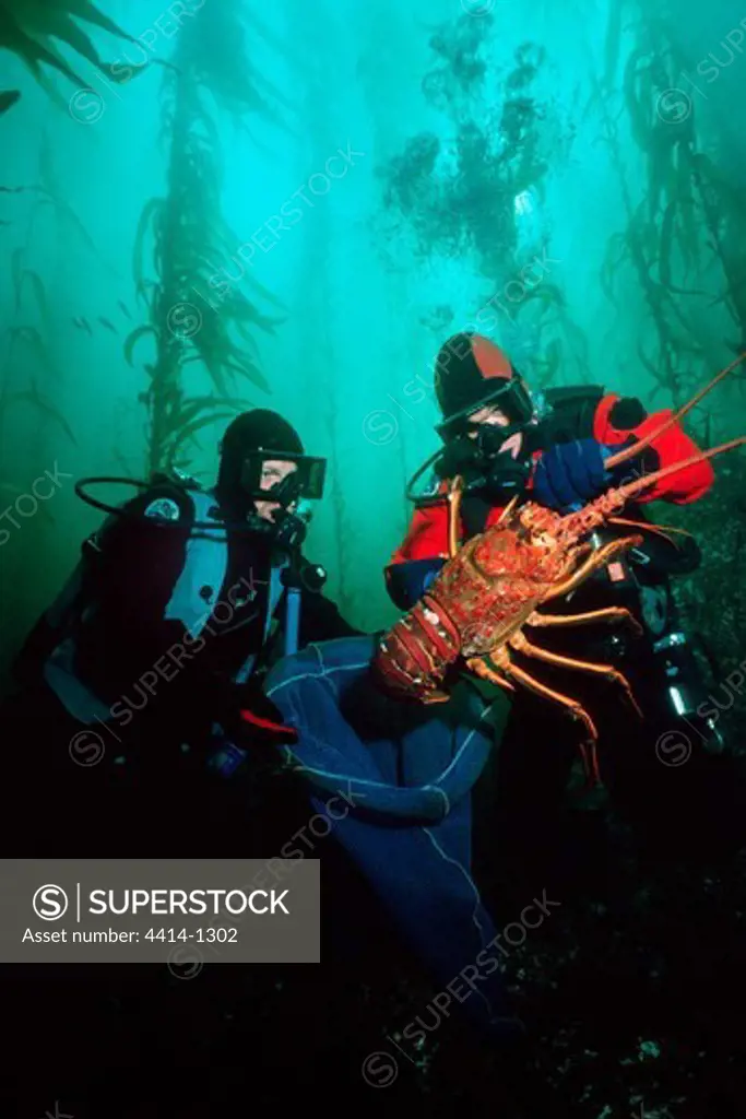 USA, California, Divers catching California Spiny Lobster (Panulirus interruptus) in Pacific Ocean
