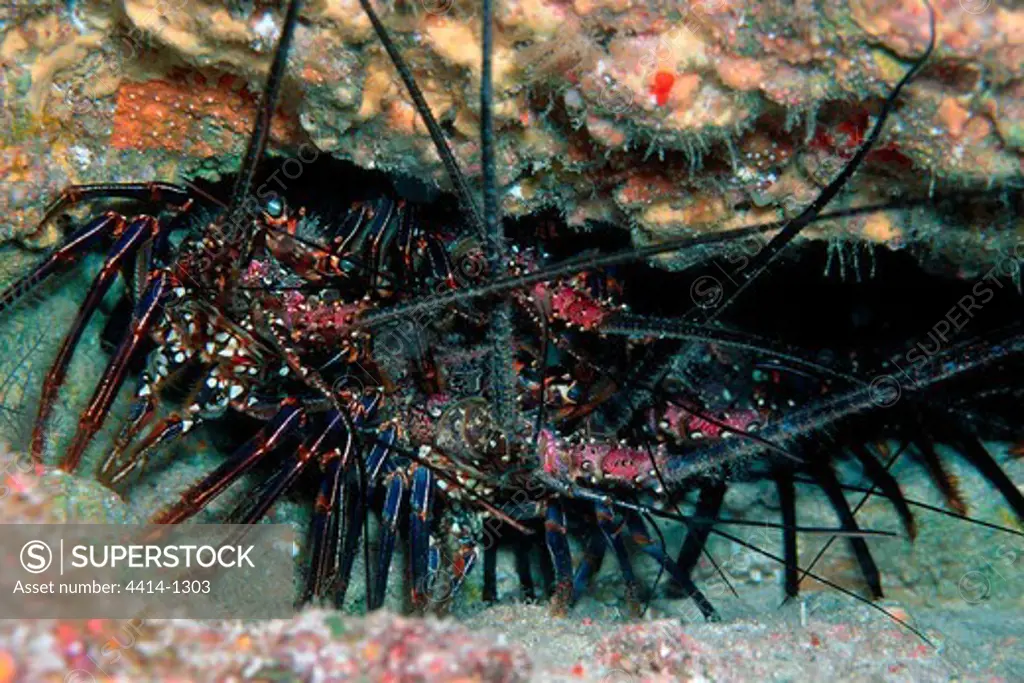 Costa Rica, Cocos Island, Pinto spiny lobster (Panulirus inflatus)