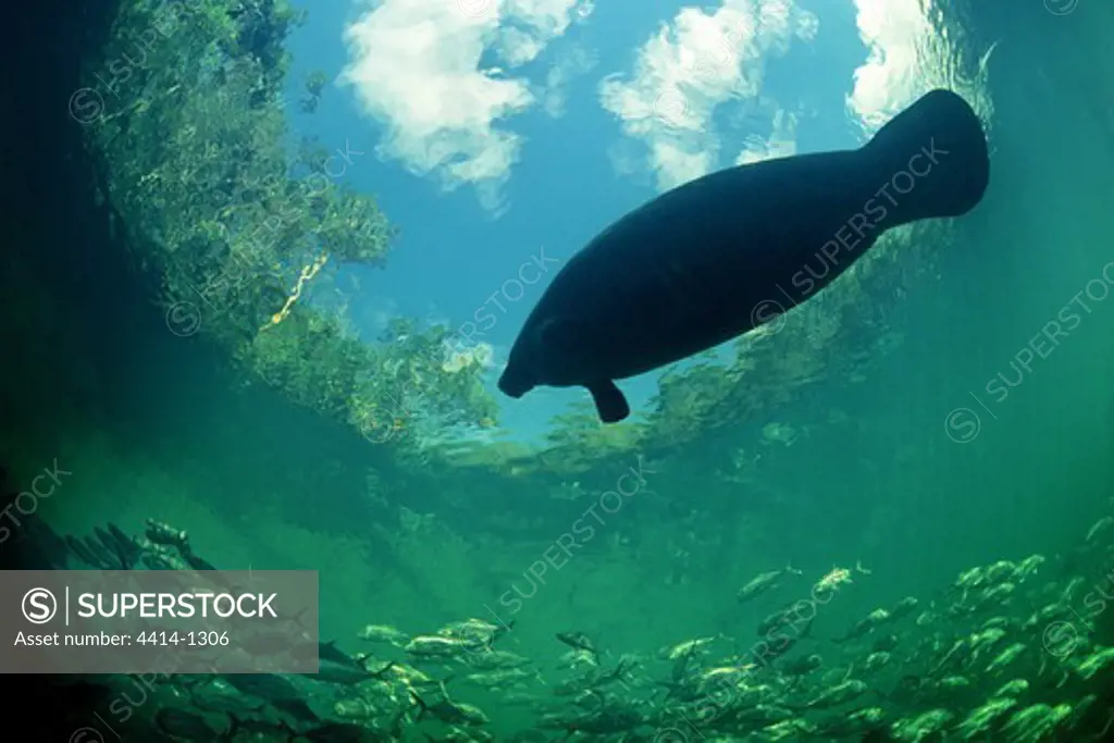 USA, Florida, Low angle view of West Indian Manatee (Trichechus manatus) swimming in Atlantic Ocean