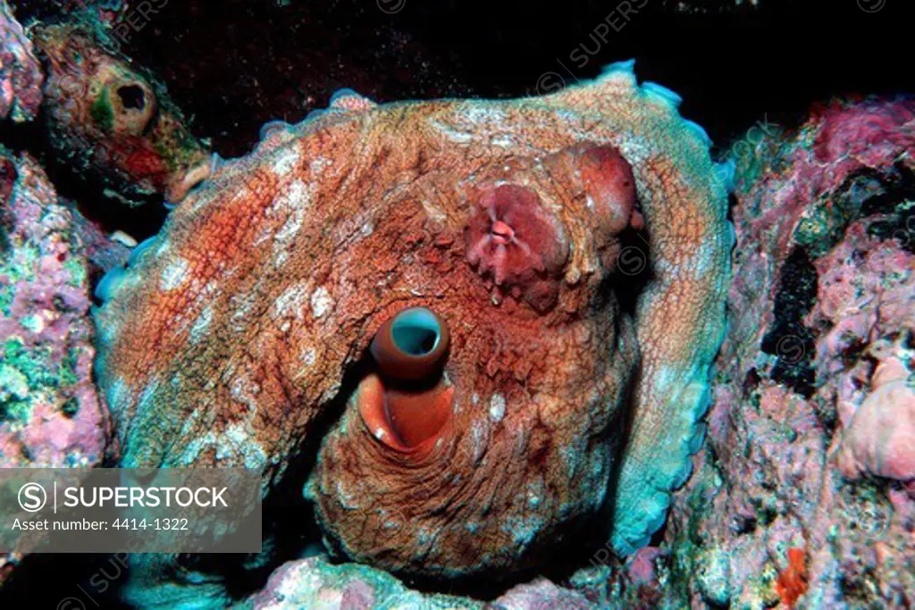 French Polynesia, Marquesas Islands, Common reef octopus (Octopus cyanea)