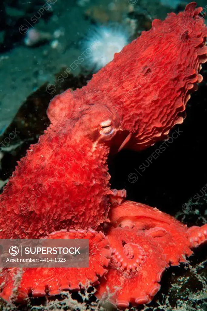 USA, Alaska, Red octopus (Octopus rubescens)