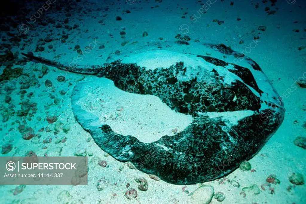 Costa Rica, Cocos Island, Marbled ribbontail ray (Taeniura melanospilos) buried in sand