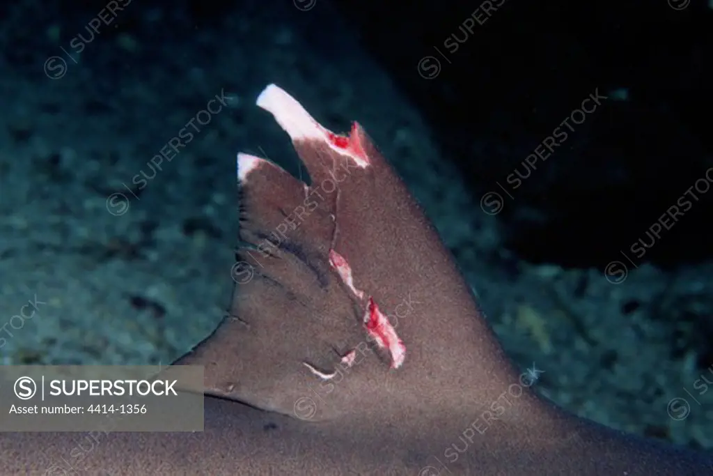 Costa Rica, Cocos Island, Female Whitetip reef shark (Triaenodon obesus) wounded by shark male during courtship