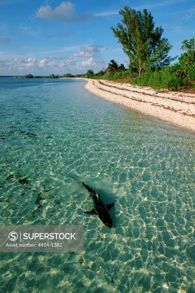 Bahamas Islands, Walker's Cay, Blacktip shark (Carcharhinus limbatus) swimming in shallow water of Atlantic Ocean