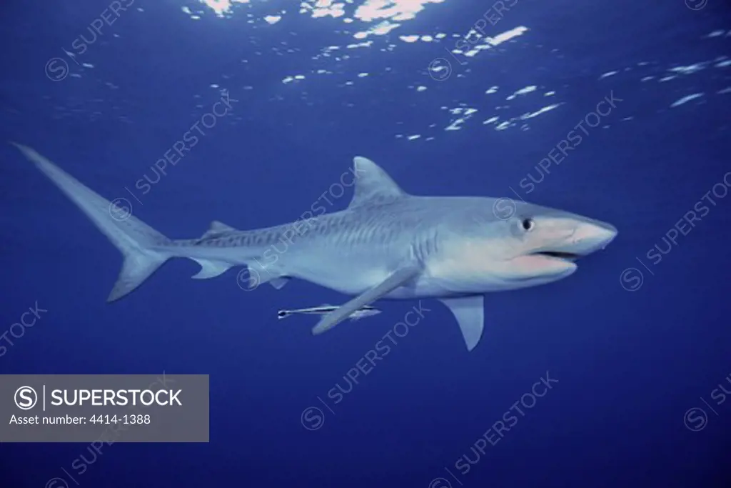 Bahamas Islands, Walker's Cay, Tiger shark (Galeocerdo cuvier) swimming in Atlantic Ocean