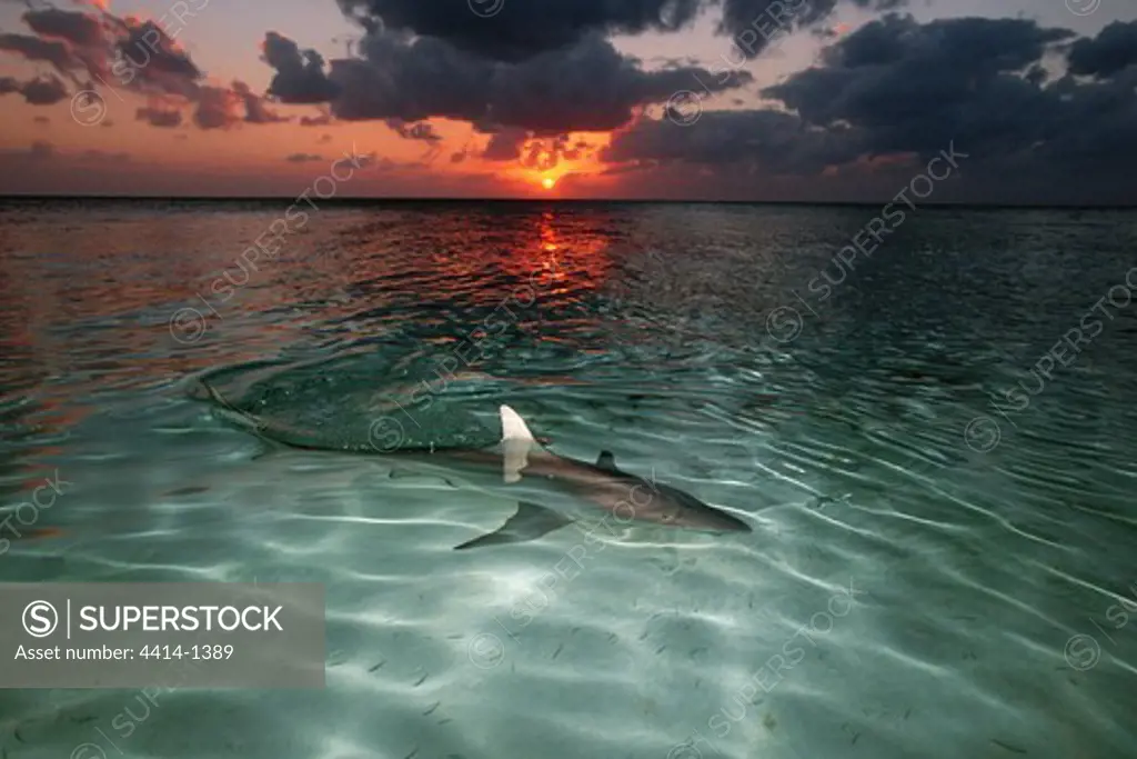 Bahamas Islands, Walker's Cay, Blacktip shark (Carcharhinus limbatus) swimming in shallow water of Atlantic Ocean