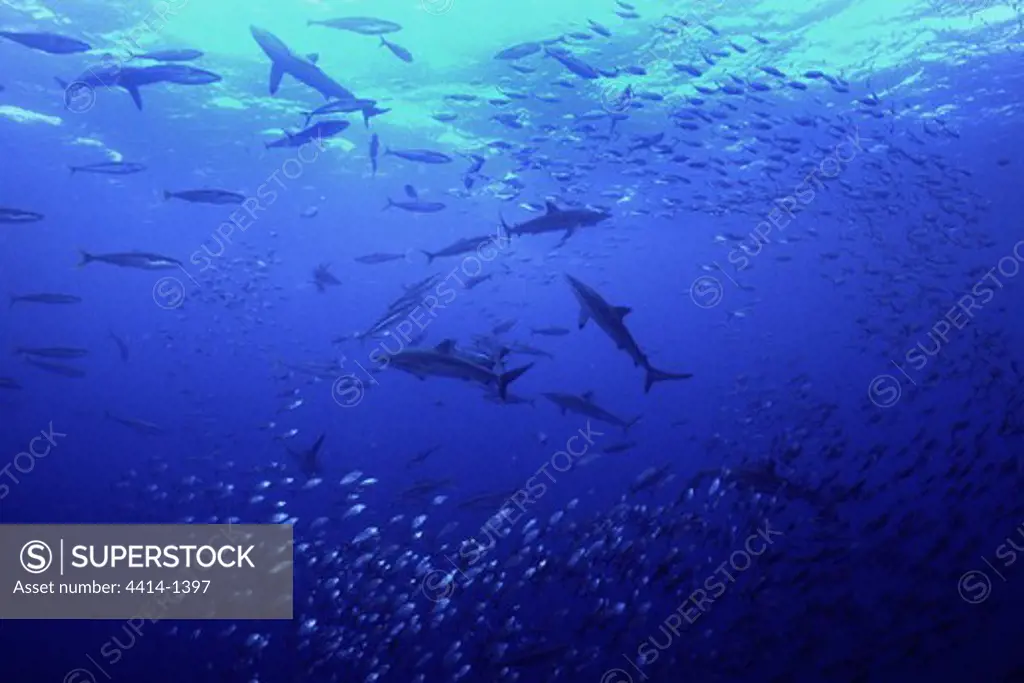 Costa Rica, Cocos Island, Silky shark (Carcharhinus falciformis) swimming in Pacific Ocean